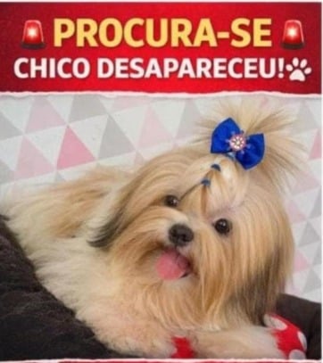 Cachorro desaparece no Ramal da Judia e família pede ajuda para encontrá-lo