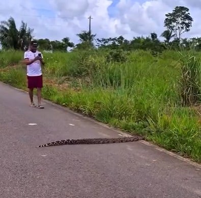 Cobra atravessa via urbana no Acre e chama atenção de motoristas no Ipê