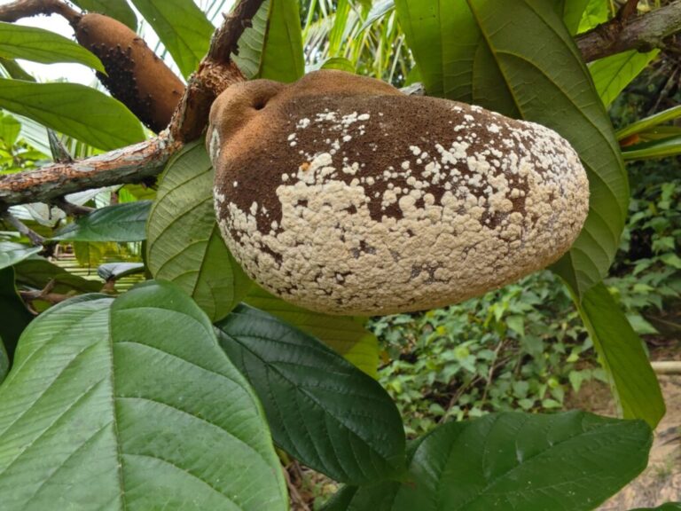 Monilíase ataca somente os frutos do cacau e do cupuaçu