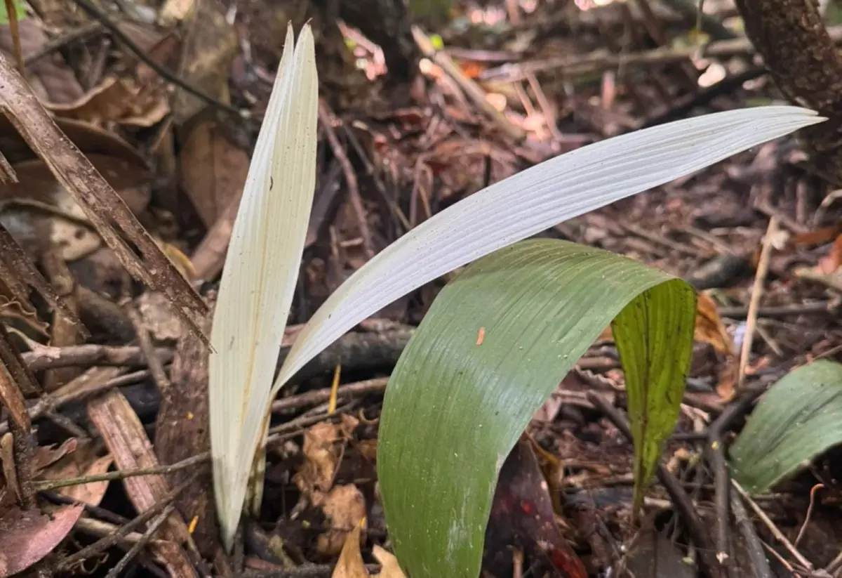 Registro raro de palmeira-urucuri albina na Estação Ecológica Rio Acre (AC)