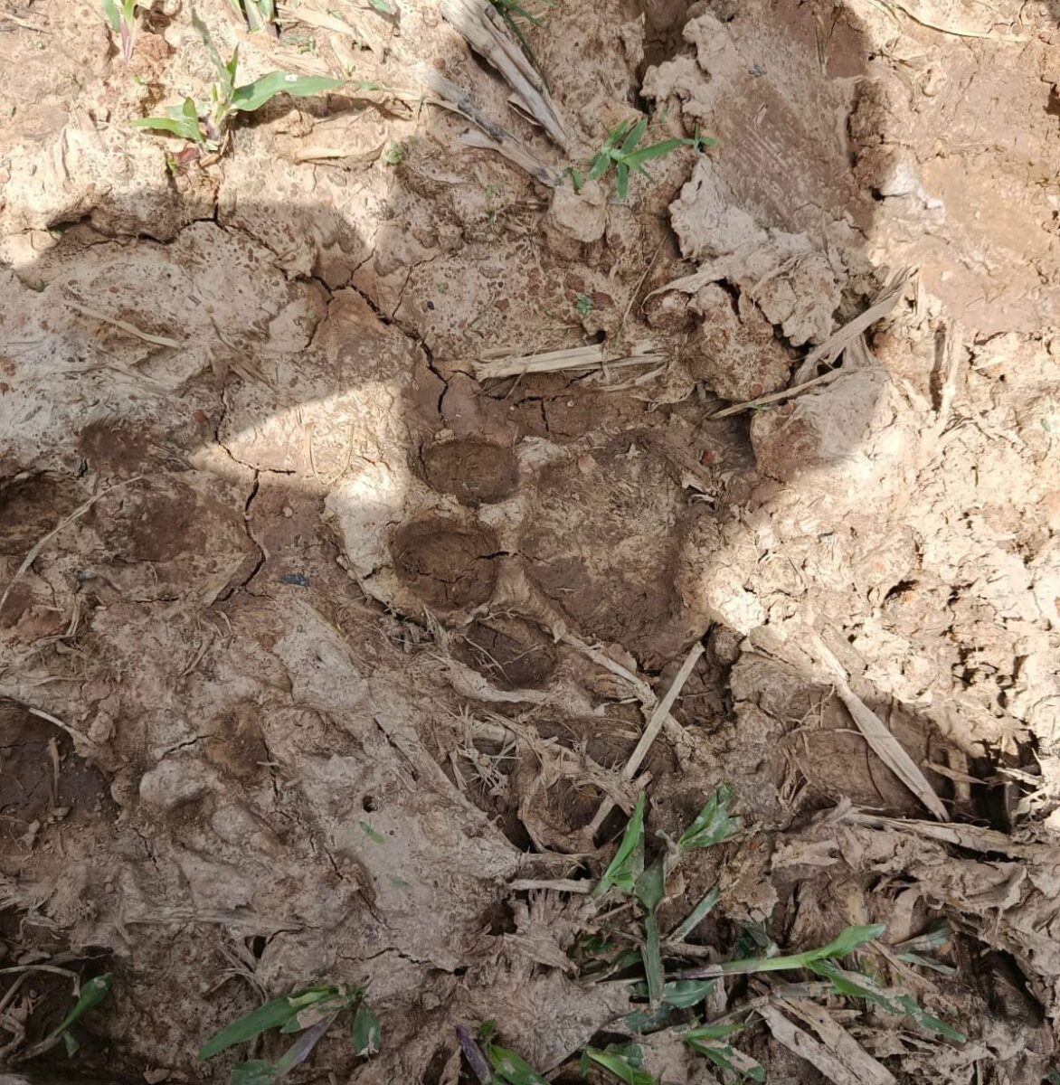 Apesar do susto, não houve, até o momento, registro de ataques a bovinos ou outros animais domésticos.