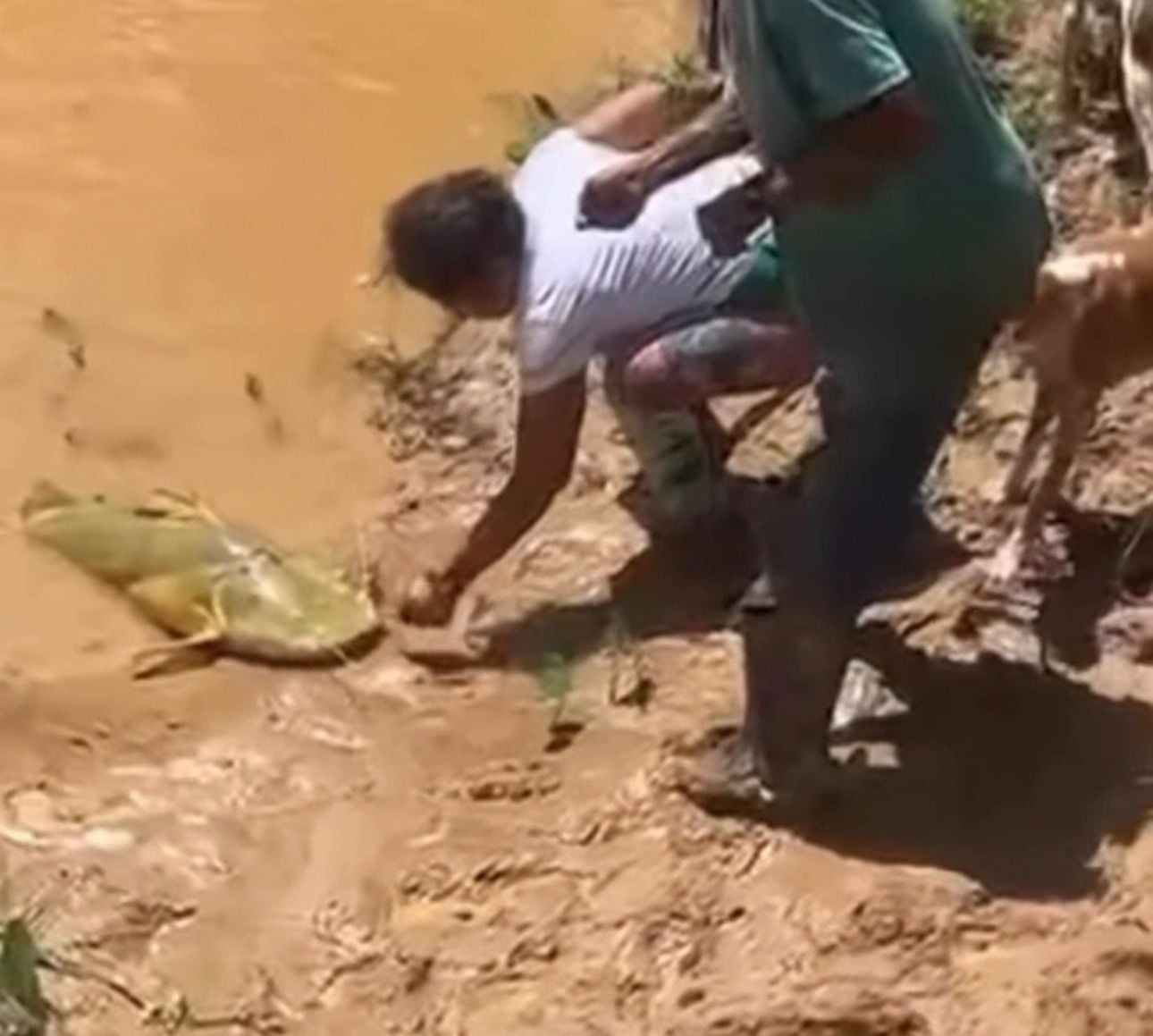 A captura de peixes de grande porte costuma chamar atenção entre pescadores locais, especialmente por se tratar de uma espécie conhecida pela força e dificuldade durante a fisgada.