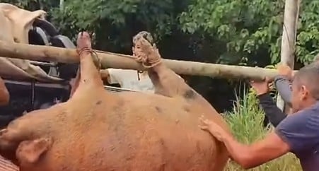 Porco criado solto na mata surpreende moradores ao ser abatido em ramal de Sena Madureira