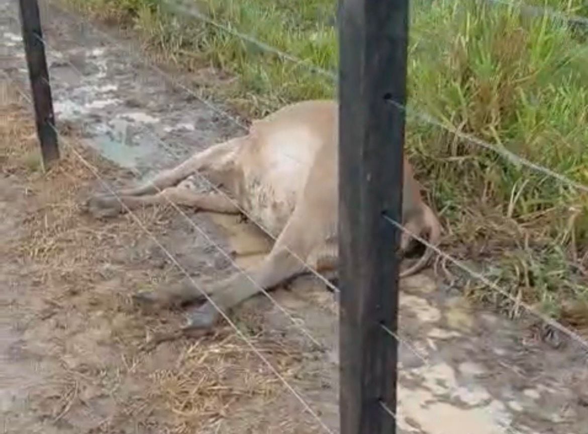 Animais morrem após serem atingidos por raio em comunidade rural