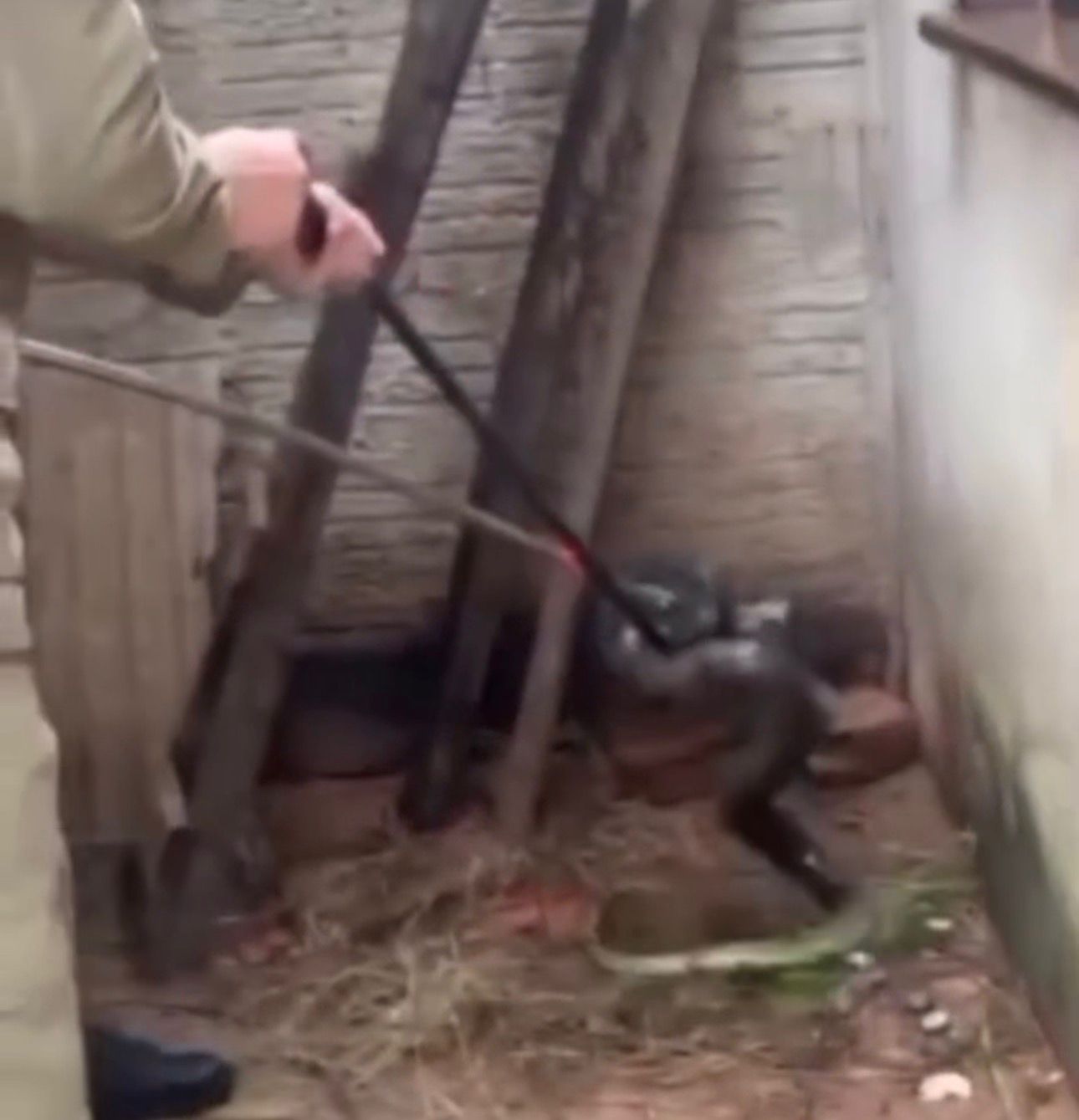 Sucuri de mais de 2 metros é capturada pelos bombeiros em quintal de residência