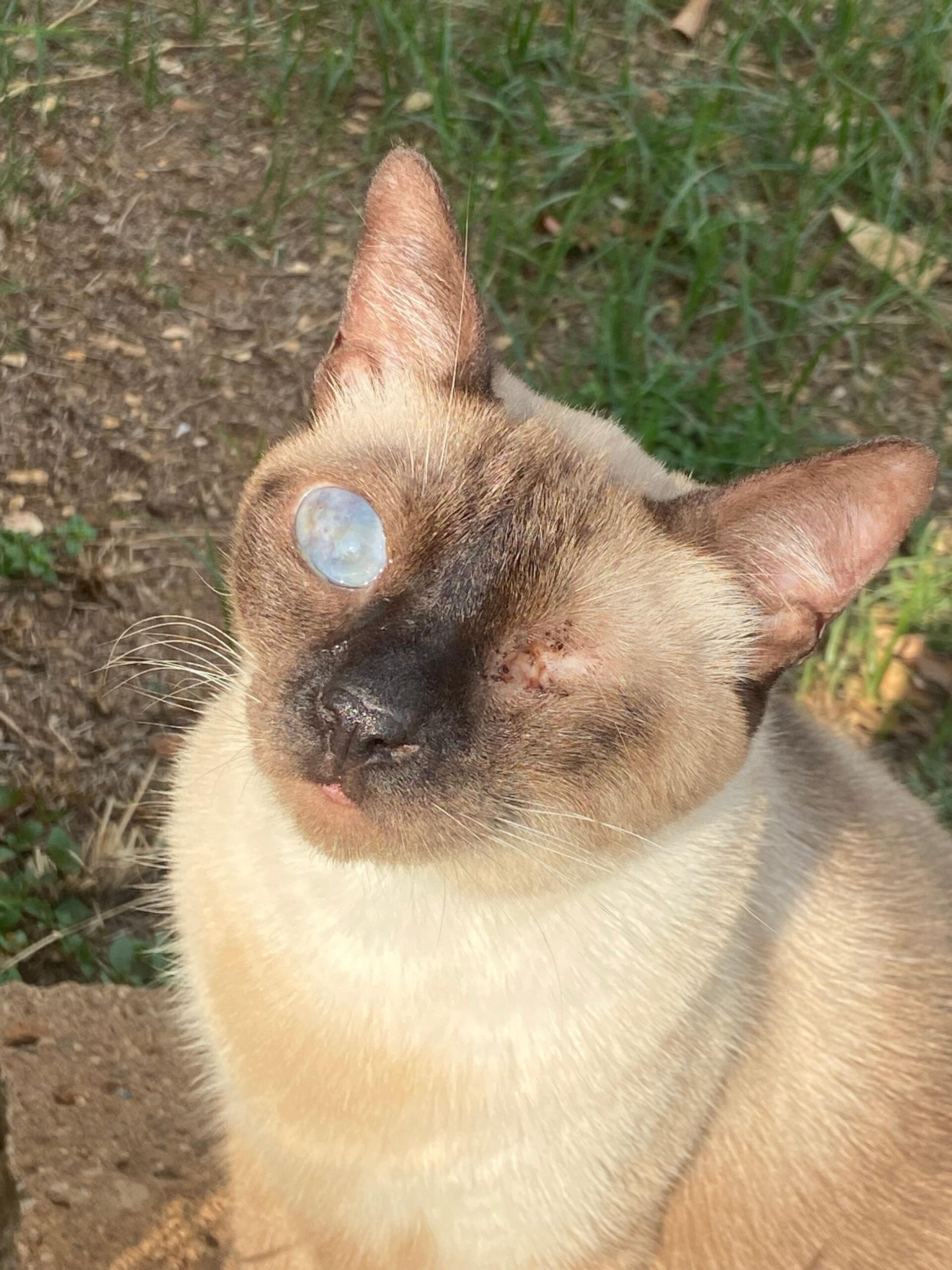 Tijolinho tem deficiência visual