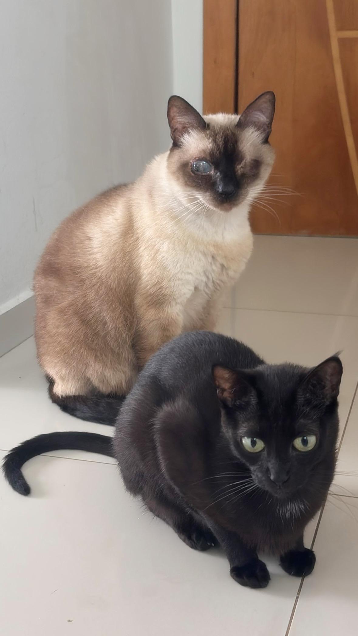 Tijolinho e Tufa são gatos que foram encontrados na rua e adotados por Marina