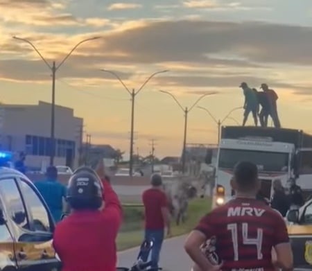 Touro foge de caminhão boiadeiro e provoca pânico na BR-364