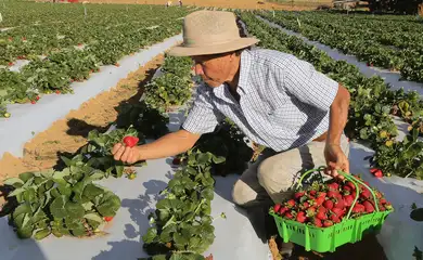 Brazlândia (DF) - O paulista João Fukushi aprendeu com o pai os segredos da plantação do morango e se aventurou no Centro-Oeste a produzir a fruta (Valter Campanato/Agência Brasil)