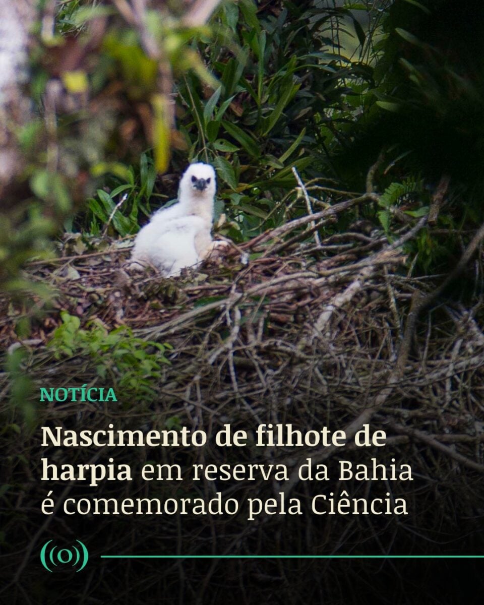 Nascimento de filhote de harpia é marco para conservação
