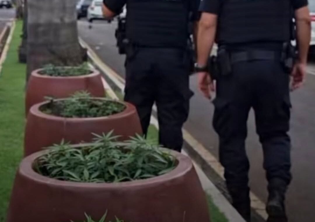Polícia investiga maconha achada em canteiro central de avenida movimentada
