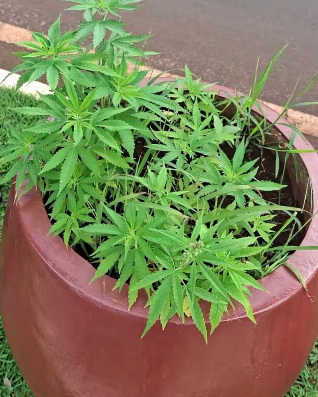 Polícia investiga maconha achada em canteiro central de avenida movimentada