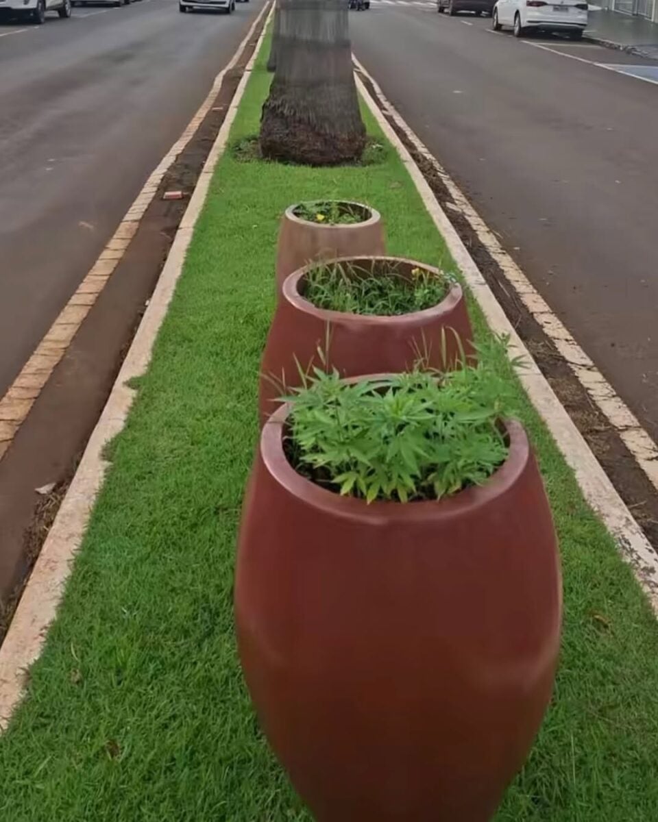 Polícia investiga maconha achada em canteiro central de avenida movimentada