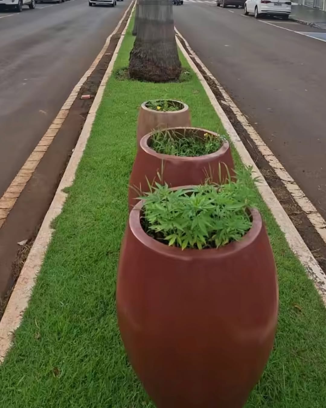 Polícia investiga maconha achada em canteiro central de avenida movimentada