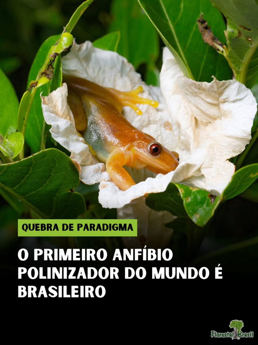 Uma descoberta científica realizada no Brasil está mudando o entendimento tradicional sobre os processos de polinização na natureza. Pesquisadores registraram pela primeira vez um anfíbio atuando como possível agente polinizador, ampliando o grupo de animais conhecidos por desempenhar essa função ecológica. A protagonista da descoberta é a perereca Xenohyla truncata, conhecida popularmente como perereca-frutífera-de-Izecksohn. O comportamento foi documentado em um estudo publicado na revista científica Food Webs e repercutido pela tradicional Science. Diferentemente da maioria dos anuros adultos — que normalmente possuem alimentação baseada em insetos — essa espécie apresenta dieta onívora. Durante noites quentes, os indivíduos sobem às copas das árvores em busca de frutos e também do néctar de determinadas flores. Ao se alimentarem, as pererecas mergulham nas estruturas florais. Nesse processo, a cabeça e o dorso — naturalmente úmidos — ficam cobertos por grãos de pólen aderentes. Quando o animal salta para outra flor, acaba transportando esse material, realizando a chamada polinização cruzada, essencial para a reprodução das plantas. Segundo os pesquisadores, esse comportamento revela um mecanismo ecológico até então desconhecido envolvendo anfíbios. Até recentemente, os principais polinizadores reconhecidos eram insetos, aves e morcegos. Nos últimos anos, estudos também passaram a incluir pequenos mamíferos e até alguns répteis nesse grupo. A inclusão de um anfíbio nesse papel amplia a compreensão sobre as relações ecológicas existentes nas florestas tropicais e reforça a complexidade das interações entre animais e plantas. Os cientistas alertam ainda que a descoberta traz implicações importantes para a conservação. Anfíbios estão entre os vertebrados mais ameaçados do planeta, sendo altamente sensíveis a fatores como mudanças climáticas, perda de habitat e poluição ambiental. Dessa forma, o declínio dessas espécies pode gerar efeitos em cadeia nos ecossistemas, afetando inclusive processos fundamentais como a reprodução de plantas e a manutenção da biodiversidade florestal.