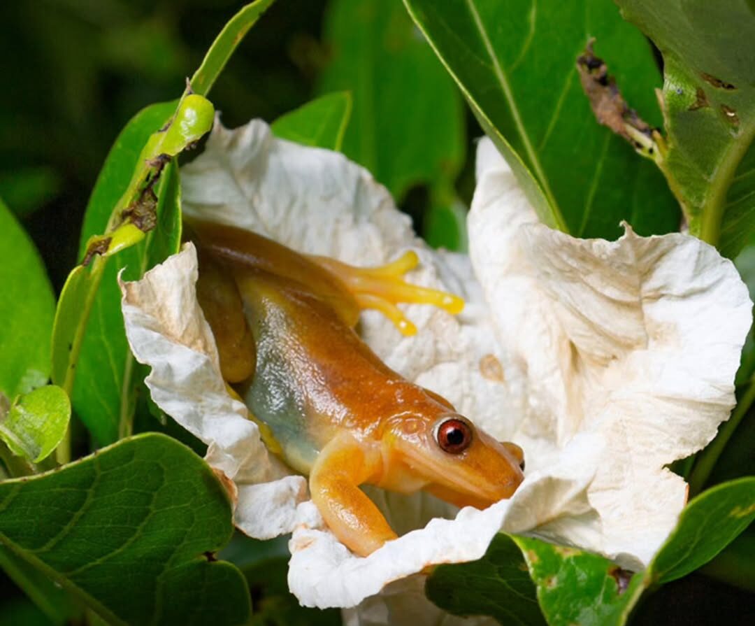 Uma descoberta científica realizada no Brasil está mudando o entendimento tradicional sobre os processos de polinização na natureza. Pesquisadores registraram pela primeira vez um anfíbio atuando como possível agente polinizador, ampliando o grupo de animais conhecidos por desempenhar essa função ecológica. A protagonista da descoberta é a perereca Xenohyla truncata, conhecida popularmente como perereca-frutífera-de-Izecksohn. O comportamento foi documentado em um estudo publicado na revista científica Food Webs e repercutido pela tradicional Science. Diferentemente da maioria dos anuros adultos — que normalmente possuem alimentação baseada em insetos — essa espécie apresenta dieta onívora. Durante noites quentes, os indivíduos sobem às copas das árvores em busca de frutos e também do néctar de determinadas flores. Ao se alimentarem, as pererecas mergulham nas estruturas florais. Nesse processo, a cabeça e o dorso — naturalmente úmidos — ficam cobertos por grãos de pólen aderentes. Quando o animal salta para outra flor, acaba transportando esse material, realizando a chamada polinização cruzada, essencial para a reprodução das plantas. Segundo os pesquisadores, esse comportamento revela um mecanismo ecológico até então desconhecido envolvendo anfíbios. Até recentemente, os principais polinizadores reconhecidos eram insetos, aves e morcegos. Nos últimos anos, estudos também passaram a incluir pequenos mamíferos e até alguns répteis nesse grupo. A inclusão de um anfíbio nesse papel amplia a compreensão sobre as relações ecológicas existentes nas florestas tropicais e reforça a complexidade das interações entre animais e plantas. Os cientistas alertam ainda que a descoberta traz implicações importantes para a conservação. Anfíbios estão entre os vertebrados mais ameaçados do planeta, sendo altamente sensíveis a fatores como mudanças climáticas, perda de habitat e poluição ambiental. Dessa forma, o declínio dessas espécies pode gerar efeitos em cadeia nos ecossistemas, afetando inclusive processos fundamentais como a reprodução de plantas e a manutenção da biodiversidade florestal.