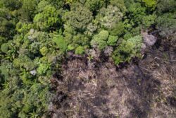 Feijó e Tarauacá ficam entre os municípios que mais desmataram a Amazônia
