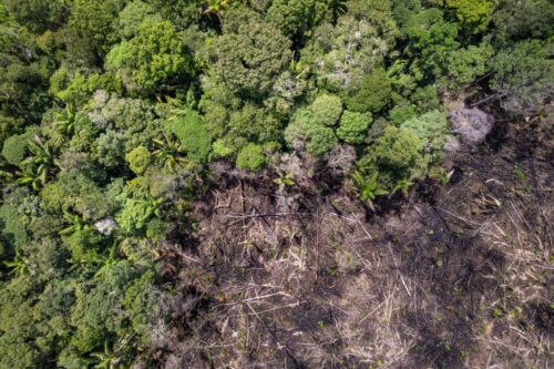 Acre registra alta nos alertas de desmatamento em agosto, aponta Deter