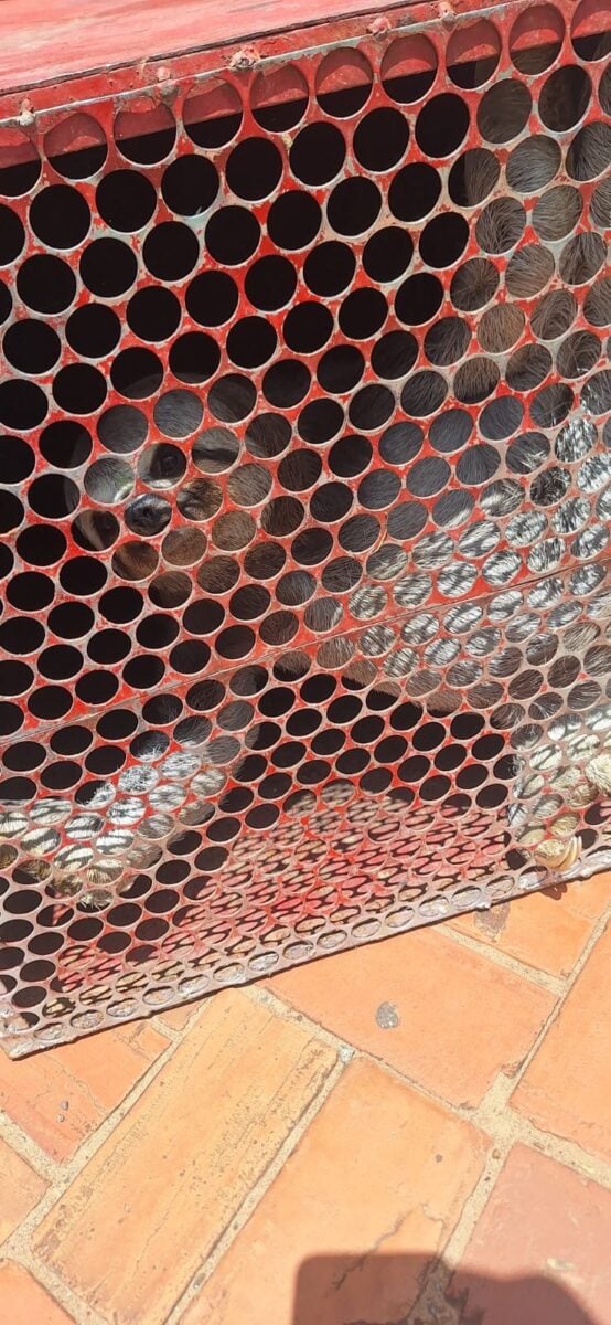 Animais na rede elétrica: da interrupção do fornecimento ao resgate 