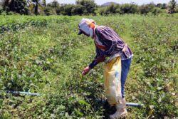 Acre terá novo calendário de plantio do feijão por conta de calor severo e seca