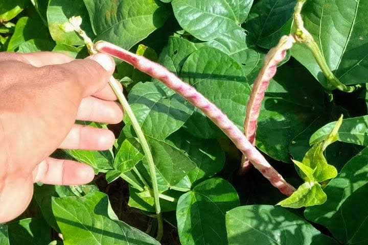 Governo federal aprova zoneamento agrícola no Acre para cultivo de feijão irrigado e reduz riscos