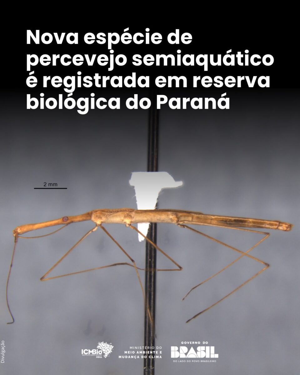 Pesquisadores da Fundação Oswaldo Cruz (Fiocruz) identificaram uma nova espécie de percevejo semiaquático, batizada de Hydrometra perobas. A descoberta reforça o papel estratégico das unidades de conservação como espaços voltados à produção de conhecimento científico e à preservação da biodiversidade. O nome da espécie faz referência direta ao local onde foi encontrada, a Reserva Biológica das Perobas (Rebio das Perobas), reconhecendo a importância da área na proteção de ecossistemas considerados únicos. Localizada no município de Tuneiras do Oeste, a reserva abriga o maior remanescente de Mata Atlântica das regiões norte e noroeste do Paraná. A área inclui trechos de floresta estacional semidecidual, tipo de vegetação raro e altamente ameaçado, que atualmente representa menos de 10% da cobertura original na região. A identificação da nova espécie é resultado de expedições científicas realizadas ao longo de 2025, que envolveram levantamentos de aves, mamíferos e insetos. Os estudos evidenciam que áreas protegidas continuam sendo fundamentais para a revelação de espécies ainda desconhecidas pela ciência. Na região Sul do país, o número de percevejos semiaquáticos catalogados aumentou de 60 para 75 nos últimos anos, demonstrando avanço no conhecimento da fauna local. Além do Hydrometra perobas, a Rebio das Perobas já foi cenário da identificação de outras duas espécies recentemente. Os dados reforçam a relação direta entre conservação ambiental e pesquisa científica, indicando que a manutenção de áreas protegidas contribui não apenas para preservar ecossistemas, mas também para ampliar o entendimento sobre a biodiversidade brasileira.