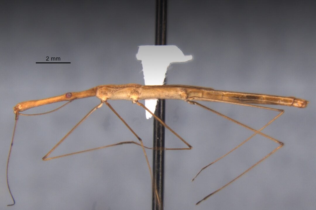 Pesquisadores da Fundação Oswaldo Cruz (Fiocruz) identificaram uma nova espécie de percevejo semiaquático, batizada de Hydrometra perobas. A descoberta reforça o papel estratégico das unidades de conservação como espaços voltados à produção de conhecimento científico e à preservação da biodiversidade. O nome da espécie faz referência direta ao local onde foi encontrada, a Reserva Biológica das Perobas (Rebio das Perobas), reconhecendo a importância da área na proteção de ecossistemas considerados únicos. Localizada no município de Tuneiras do Oeste, a reserva abriga o maior remanescente de Mata Atlântica das regiões norte e noroeste do Paraná. A área inclui trechos de floresta estacional semidecidual, tipo de vegetação raro e altamente ameaçado, que atualmente representa menos de 10% da cobertura original na região. A identificação da nova espécie é resultado de expedições científicas realizadas ao longo de 2025, que envolveram levantamentos de aves, mamíferos e insetos. Os estudos evidenciam que áreas protegidas continuam sendo fundamentais para a revelação de espécies ainda desconhecidas pela ciência. Na região Sul do país, o número de percevejos semiaquáticos catalogados aumentou de 60 para 75 nos últimos anos, demonstrando avanço no conhecimento da fauna local. Além do Hydrometra perobas, a Rebio das Perobas já foi cenário da identificação de outras duas espécies recentemente. Os dados reforçam a relação direta entre conservação ambiental e pesquisa científica, indicando que a manutenção de áreas protegidas contribui não apenas para preservar ecossistemas, mas também para ampliar o entendimento sobre a biodiversidade brasileira.