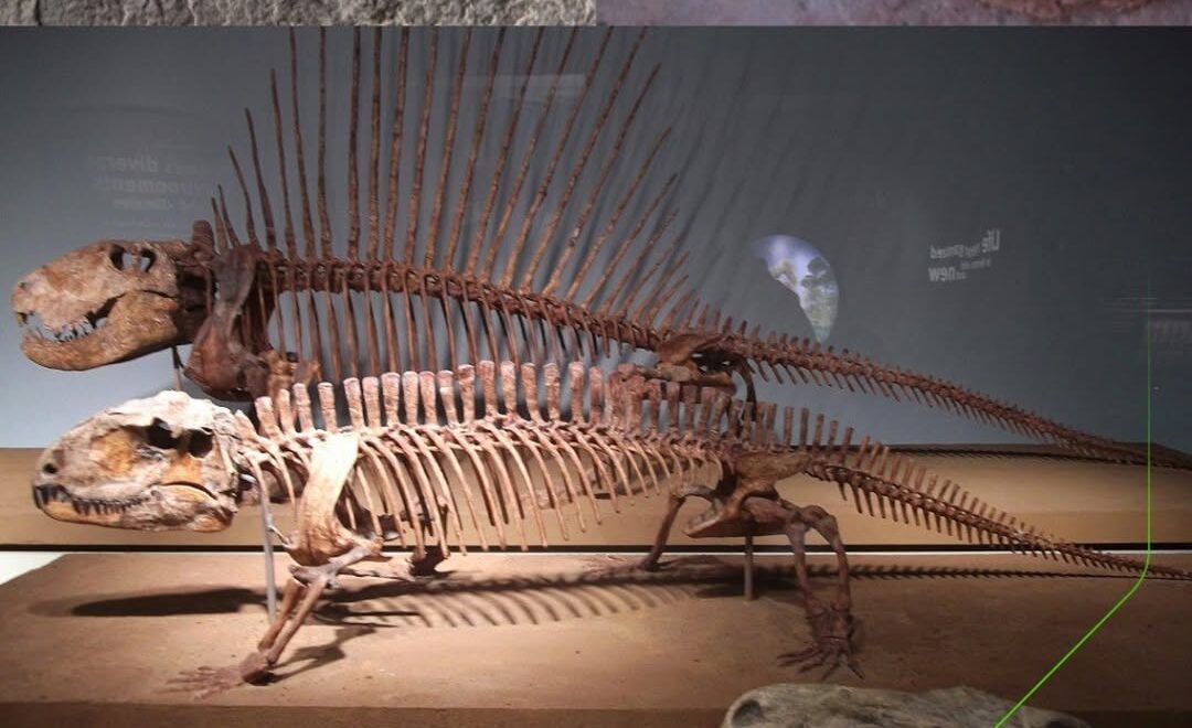 Pesquisa liderada por cientistas brasileiros confirma primeiros registros do grupo de vertebrados no continente.