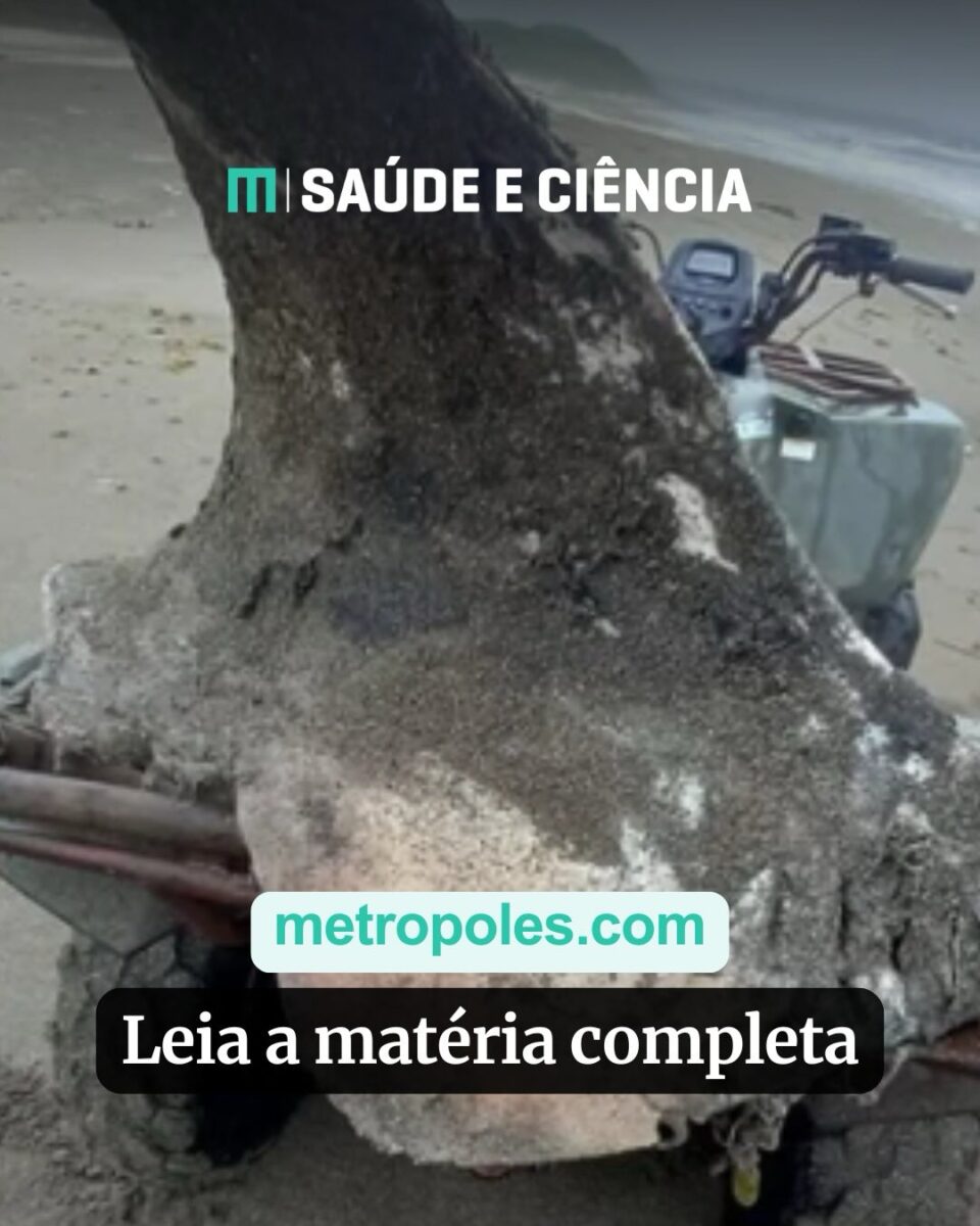 Estudo publicado em revista científica sugere que duas populações de orcas podem praticar predação entre si.