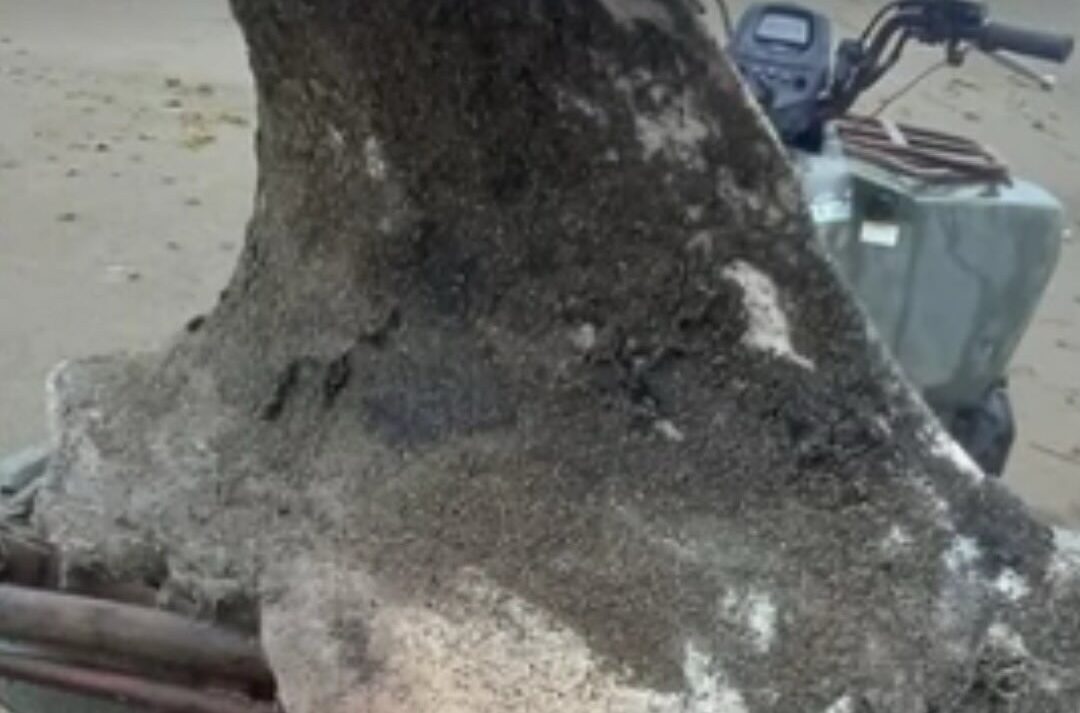 Estudo publicado em revista científica sugere que duas populações de orcas podem praticar predação entre si.