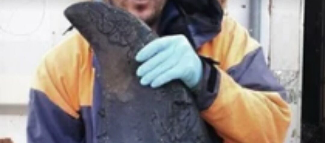 Estudo publicado em revista científica sugere que duas populações de orcas podem praticar predação entre si.