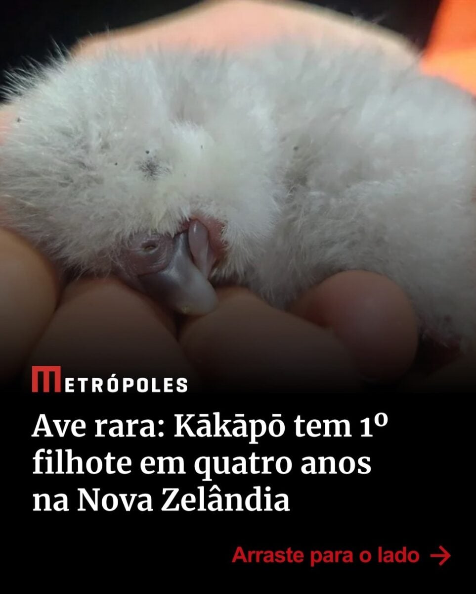 Nascimento de filhote de ave rara marca nova fase de recuperação de espécie ameaçada