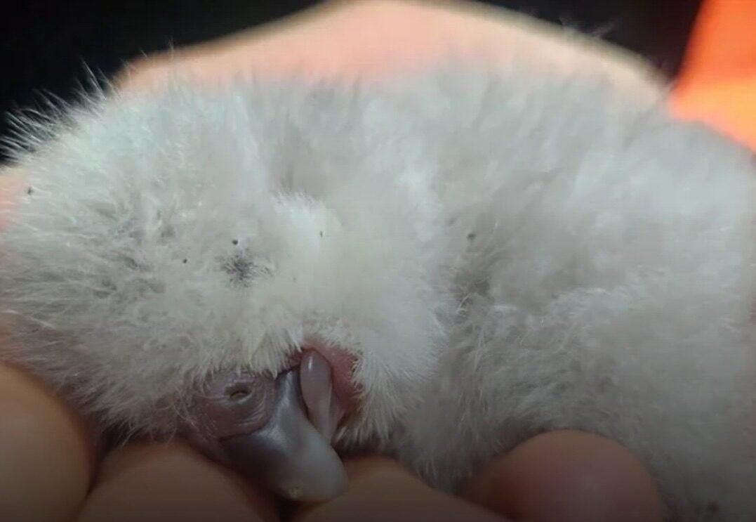 Nascimento de filhote de ave rara marca nova fase de recuperação de espécie ameaçada