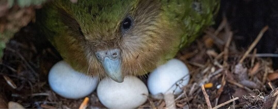 Nascimento de filhote de ave rara marca nova fase de recuperação de espécie ameaçada