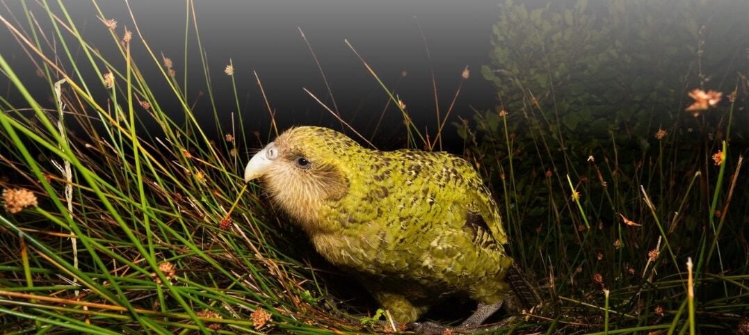 Nascimento de filhote de ave rara marca nova fase de recuperação de espécie ameaçada