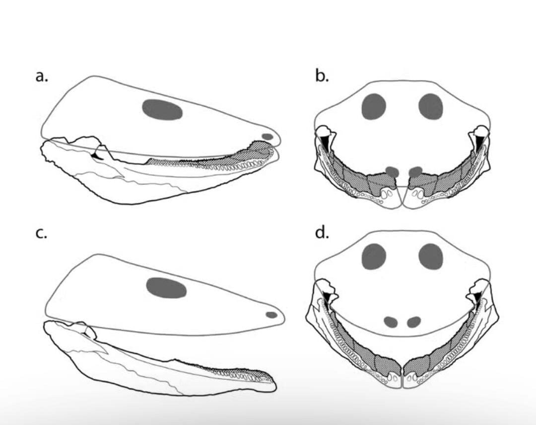 Fóssil raro encontrado no Nordeste revela animal pré-histórico apelidado de “ornitorrinco brasileiro”