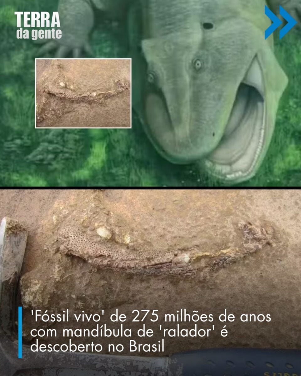 Fóssil raro encontrado no Nordeste revela animal pré-histórico apelidado de “ornitorrinco brasileiro”