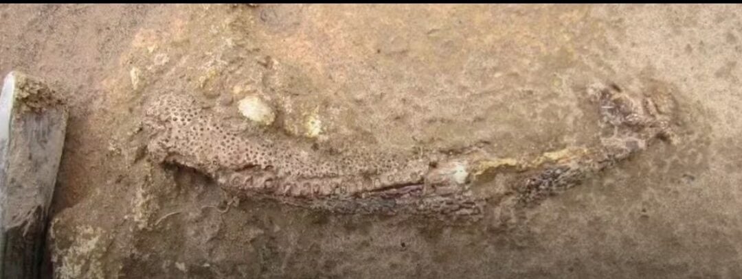 Fóssil raro encontrado no Nordeste revela animal pré-histórico apelidado de “ornitorrinco brasileiro”