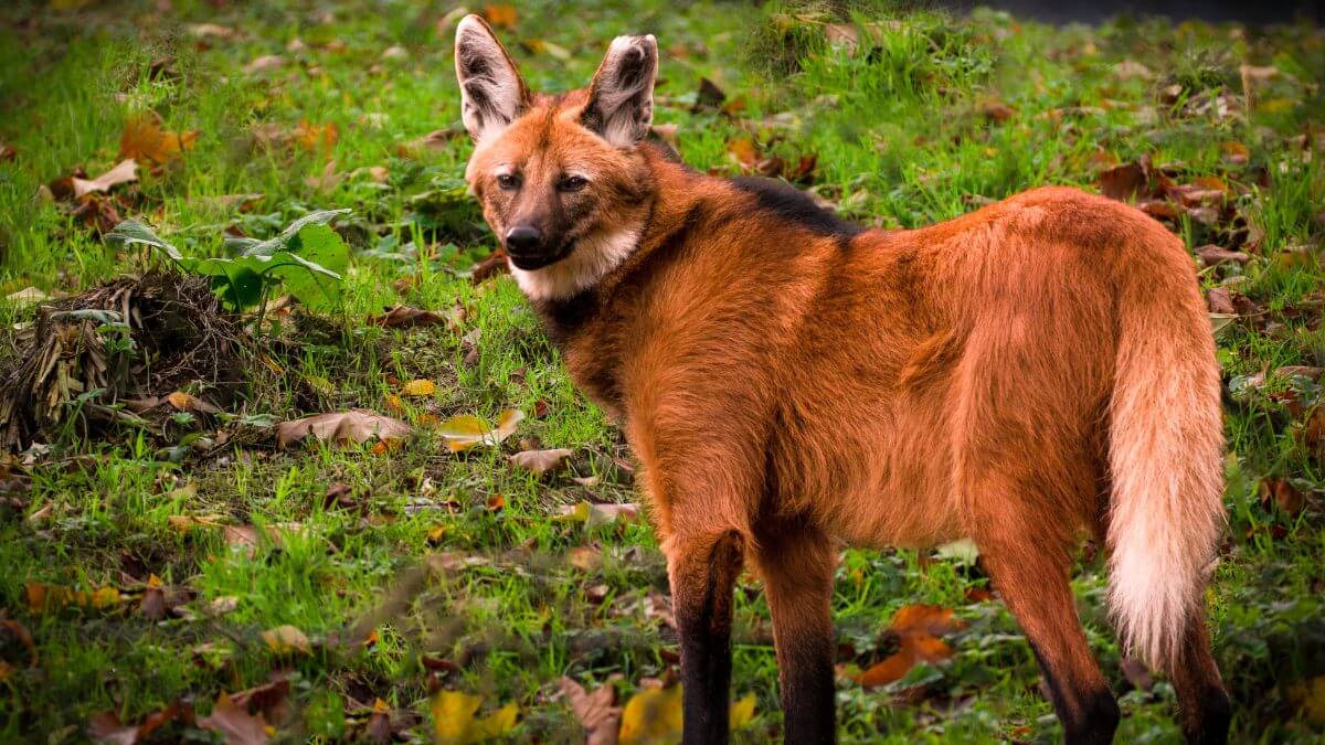 Relatório aponta que mais de 1,2 mil espécies da fauna brasileira estão ameaçadas de extinção