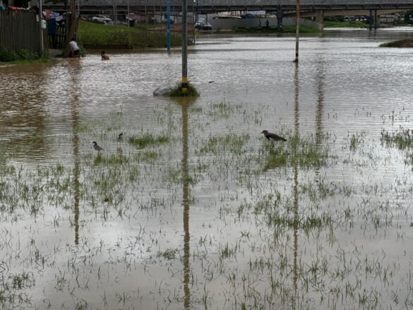 Rio Acre 30 de março (7)
