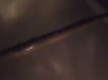 O local onde ocorreu o flagrante é cercado por vegetação, o que indica que a sucuri estava em seu habitat natural.