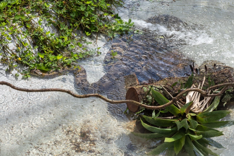 Instituto Butantan inaugura recinto com três anacondas para pesquisa e visitação do público