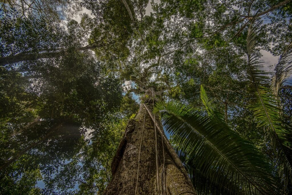 Povos originários do Acre lideram estratégias de conservação no Dia das Florestas