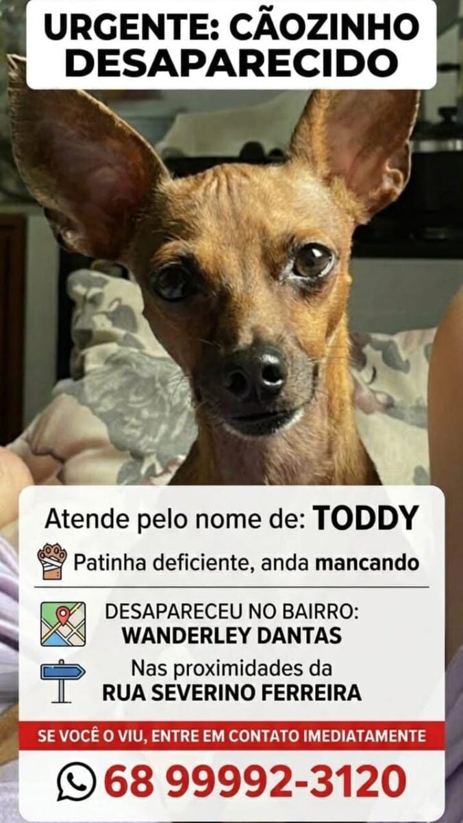 Cachorro chamado Toddy desapareceu nas imediações da rua Severo Ferreira e família pede informações.
