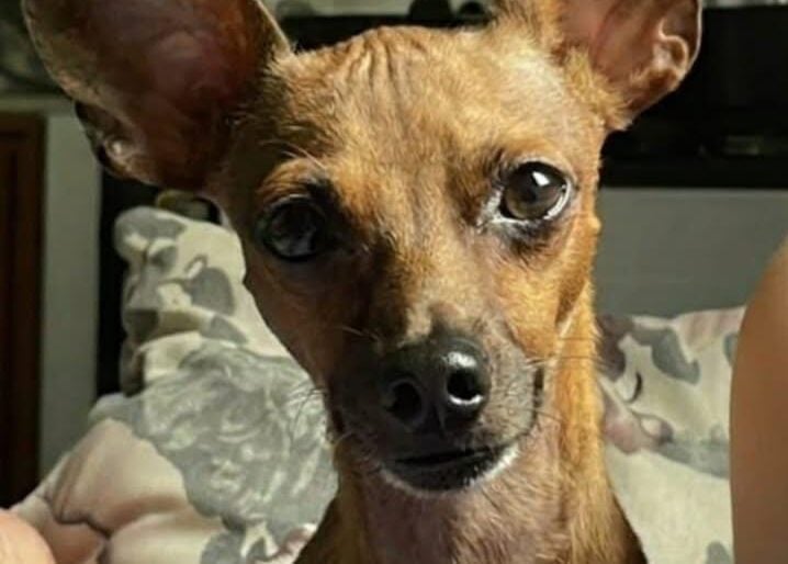 Cachorro chamado Toddy desapareceu nas imediações da rua Severo Ferreira e família pede informações.