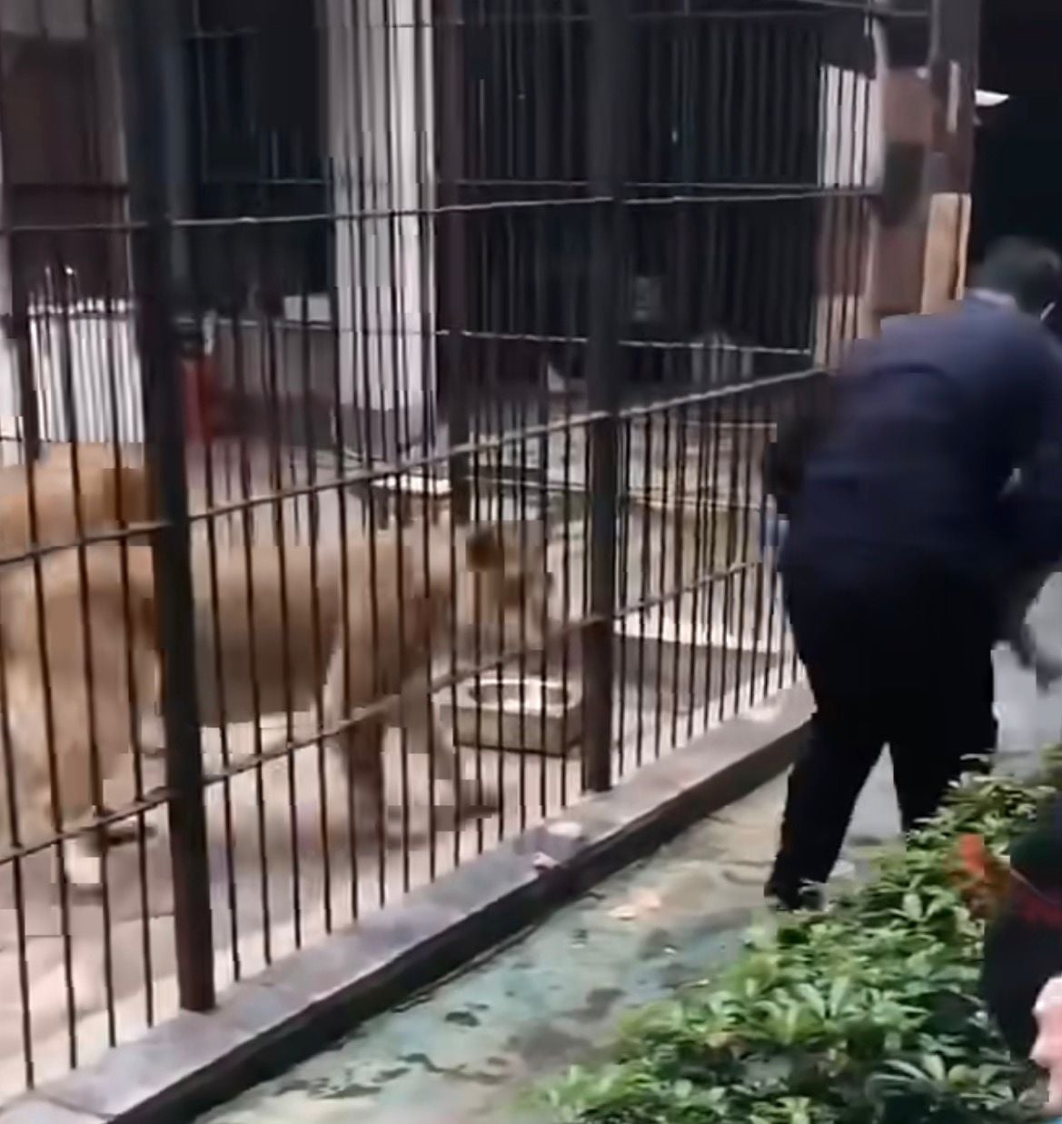 Vídeo mostra garota puxada por leoa ao se aproximar de grade em zoológico na China