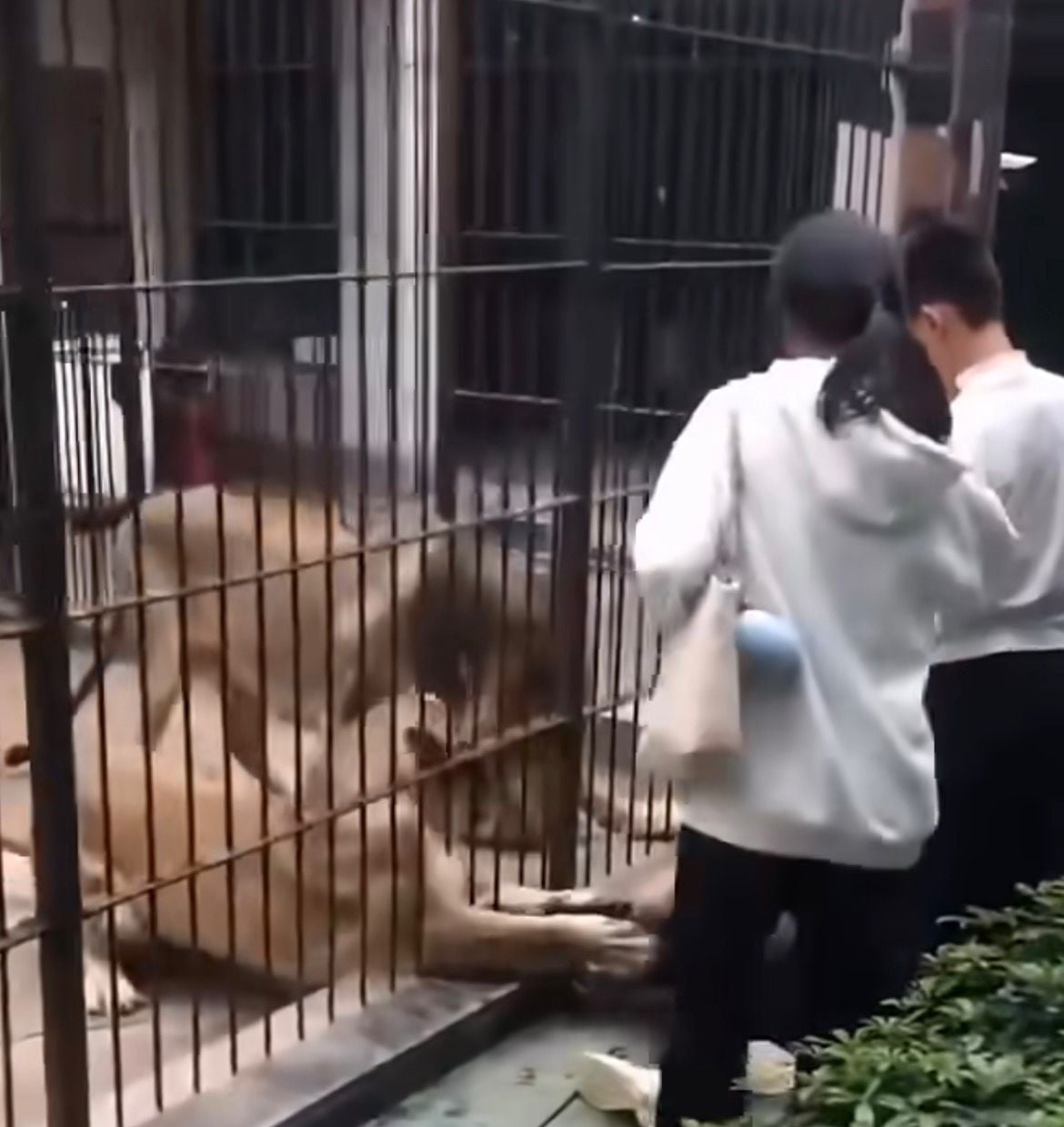 Vídeo mostra garota puxada por leoa ao se aproximar de grade em zoológico na China/ Foto: Reprodução
