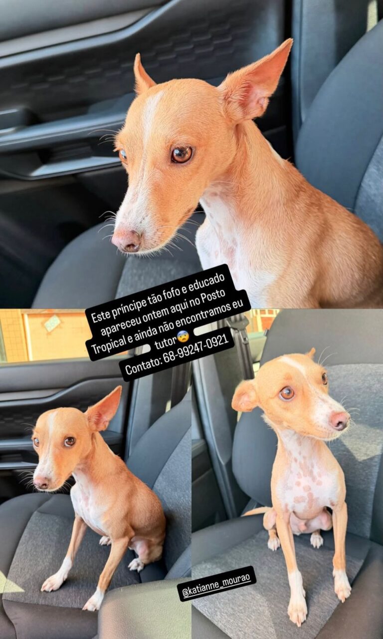 Cachorro encontrado em posto de combustível de Rio Branco aguarda localização de tutor
