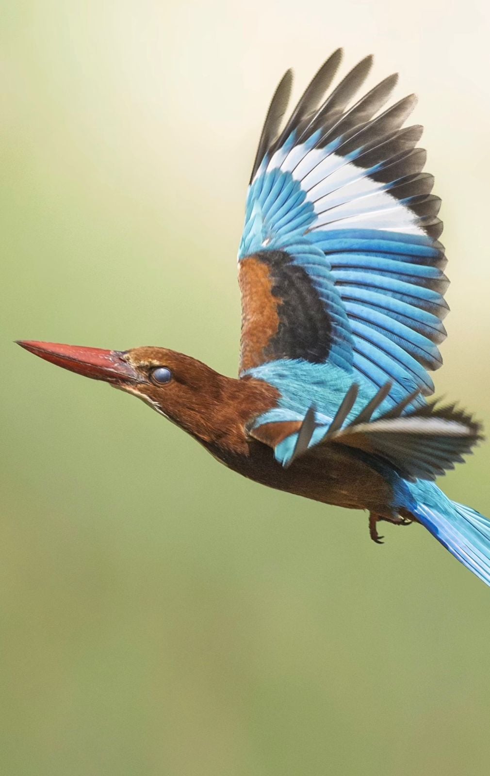 Fábio Paschoal registra martim-pescador-de-garganta-branca durante viagem pela Ásia