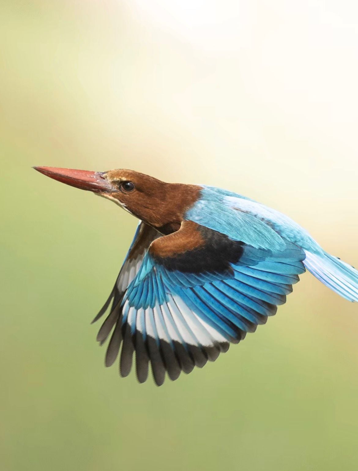 Fábio Paschoal registra martim-pescador-de-garganta-branca durante viagem pela Ásia